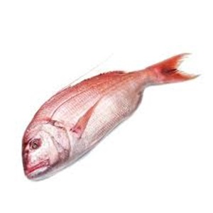 Premium grade frozen snapper fish for sale - Product Image 3