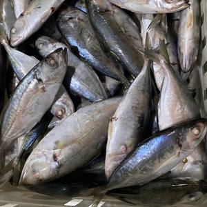 Poisson Scad à gros yeux entier du Vietnam 4-8cm, surgelé IQF, export, vente en gros, vente en vrac - Product Image 6