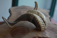 Cornes de bélier et de buffle authentiques polies de haute qualité polyvalentes pour l'artisanat, jouets pour animaux de compagnie et utilisation décorative