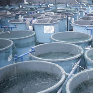 Poudre probiotique active dans l'eau pour la santé de l'aquaculture Biofloc - Product Image 5