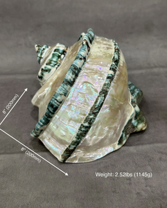 Coquillage vert turbo décoratif pour l'artisanat de fabrication de bijoux ajoute un accent d'océan exotique - Product Image 3