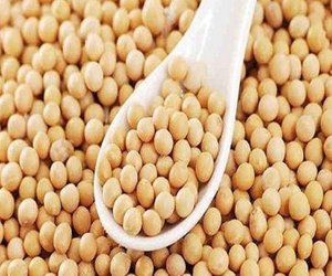 <span class=keywords><strong>Soja</strong></span> naturel séché en vrac, grains uniformes jaunes, qualité alimentaire, 25 kg, pour transformation alimentaire et exportation, à vendre - Product Image 6
