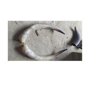 Buffalo Pair Horn Elegantly Best <b>Gifts</b> Used Color with Raw Horn for <b>Sale</b> Low Prices Reasonable Price - Product Image 1