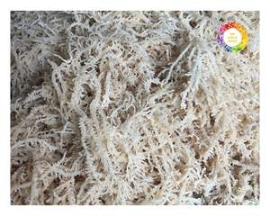 สาหร่ายคอตตอนชนิด Eucheuma แห้งธรรมชาติจากเวียดนามใช้ในคาราจีแนนสกัดอาหารเพื่อสุขภาพและผลิตภัณฑ์เสริมอาหาร - Product Image 1