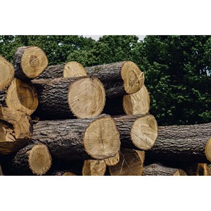 Madera de Pino Lisa, Recta y de Alta Calidad para Construcción y Carpintería - Product Image 3