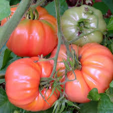 Semi di 1300 qualità del raccolto fresco biologico rosso indeterminato villaggio pomodoro semi - Product Image 1