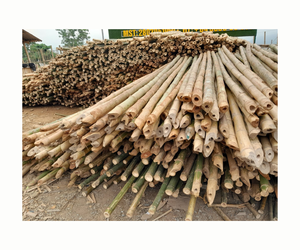 Poteau de bambou sec et fournisseur de bambou en gros extérieur jaune nature brut fabriqué au Vietnam - Product Image 1