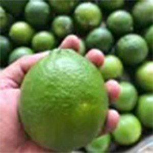Limón verde fresco lleno de cítricos naturales a granel Aroma cosechado de granja de calidad superior lleno de limón verde picante y jugoso fresco - Product Image 2