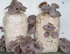 Вьетнам, Лучшая цена, целая распродажа, сушеный древесный ушной гриб, черный грибок от VIET NAM/ MS. LAURA - Product Image 3