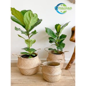 Lightweight and Durable SEAGRASS BELLY <b>BASKETS</b> Perfect Straw <b>Basket</b> for Carrying and Organizing Items Sustainable and Stylish - Product Image 6