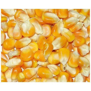Maíz amarillo OGM orgánico más vendido, maíz seco palomitas de maíz blanco y maíz dulce Uso de alimentación animal Venta caliente al por mayor - Product Image 4