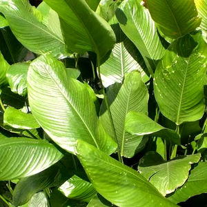 Feuilles de Dong surgelées, feuilles fraîches enrobées, provenant du Vietnam, de qualité supérieure et à prix avantageux - Product Image 1