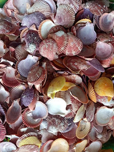 Coquillages naturels de pétoncles pour le paysage d'aquarium, le terrarium et les projets de décoration marine - Product Image 3