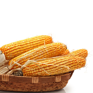 Maíz amarillo seco de calidad superior para suministro a granel al por mayor maíz amarillo cosechado rico en nutrición natural para alimentación animal - Product Image 2