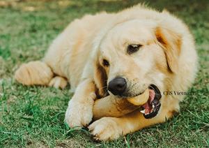 Palitos para masticar de madera de café Natural al mejor precio 100%, juguetes clásicos para masticar mascotas para perros disponibles, tamaños pequeños y grandes, embalaje duradero - Product Image 2