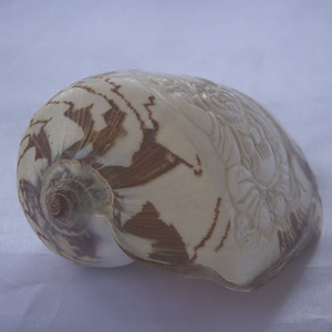 Cymbiola sculpture bouddha ornement style coquillage bijoux sculpture bouddha ornement en style religieux coquille matériel - Product Image 2