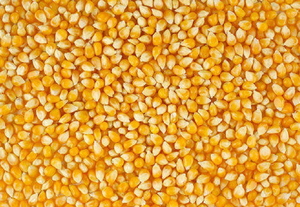 Semilla de maíz seca amarilla para alimentación animal Origen belga Vida útil de 3 años Precio barato - Product Image 2