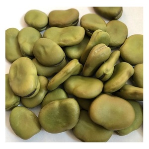 Quality Broad <strong>Bean</strong> Fava <strong>Bean</strong> For Export - Product Image 1