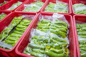 MEJOR AGUACATE CONGELADO DE GRADO DE EXPORTACIÓN-SUMINISTRO DE VIETNAM-CALIDAD SUPERIOR - Product Image 6