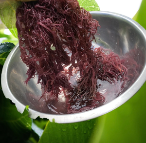 Mejor vendedor 2025 Sea Moss con gran cantidad de Vietnam - Product Image 2