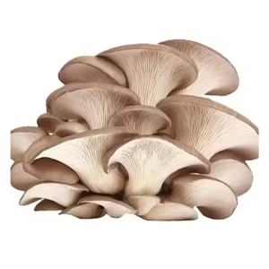 เห็ดนางรมอบแห้งมาตรฐานส่งออกจากเวียดนามข้อเสนอสุดพิเศษ - Product Image 1