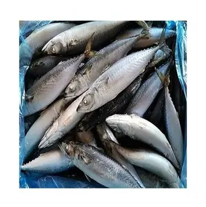 Stock en vrac disponible de filet de poisson maquereau surgelé norvégien-Acheter en ligne des poissons de fruits de mer surgelés à prix de gros