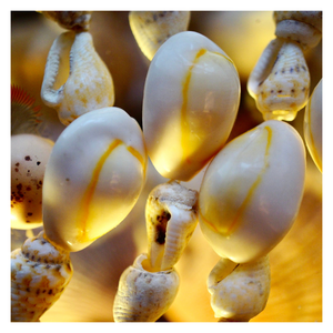 Seashell Cowry Golden Art, Seashell Cowry hecho a mano para Coastal Chic, Black Spotted Shell Gift para hogares ecológicos a granel - Product Image 4