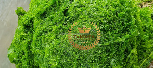 Meilleure qualité vert ulva lactuca laitue de mer algues vertes poudre d'algues vertes Ulva algues du Vietnam pour l'alimentation animale - Product Image 2