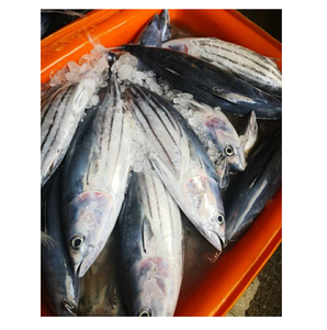Poisson congelé entier rond de bonite, thon, skipjack - Product Image 6