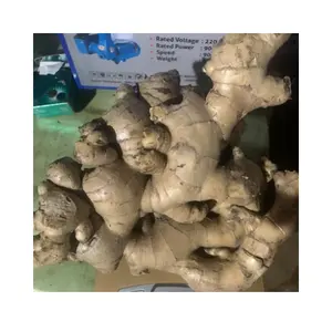 High Quality Fresh Elephant Ginger From Vietnam 2024 Fresh Ginger Export At Competitive Price
