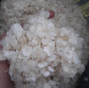 เกล็ดปลานิลแห้งแบบแห้งสำหรับคอลลาเจนจาก99โกลด์ข้อมูลเวียดนาม - Product Image 2