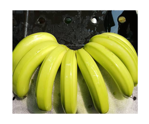 กล้วยคาเวนดิชสดๆจาก99โกลด์ข้อมูลเวียดนาม - Product Image 1