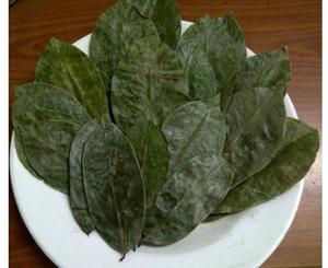 Feuilles de corossol séchées du Vietnam de haute qualité/feuille de corossol-Récolte sauvage, cueillies à la main, thé emballé sous vide, exportation en vrac à faible coût - Product Image 3