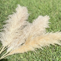 Penawaran eksklusif rumput Pampas alami besar Dekor pengaturan pernikahan elegan Chic anggaran Hari Ibu Natal kumpulan Paskah