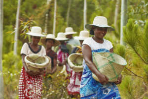 Aceite Portador de Semillas de Fresa de Agave SAKAY, Prensado en Frío, 100% Puro y Natural, Ingrediente Antienvejecimiento para el Cuidado de la Piel de Madagascar, Bidón - Product Image 2