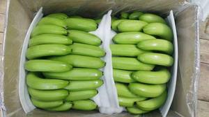 BANANE CAVENDISH DE HAUTE QUALITÉ AU MEILLEUR PRIX DU VIET NAM POUR L'EXPORTATION-BANANE CAVENDISH FRAIS VENTE CHAUDE - Product Image 2