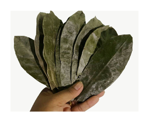 ใบ soursop หลวมการเก็บเกี่ยวอย่างยั่งยืน graviola ธรรมชาติใบป่า guanabana ผลไม้ tisane ชา - Product Image 1