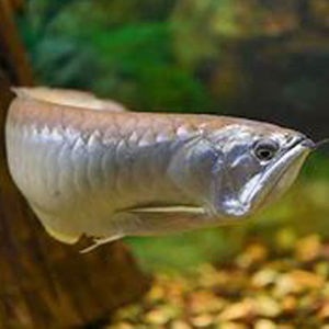 Pescado Volador Congelado Premium Entero con Fuerte Control de Calidad y Larga Vida Útil para Empresas y Cadenas de Mercados de Mariscos - Product Image 1