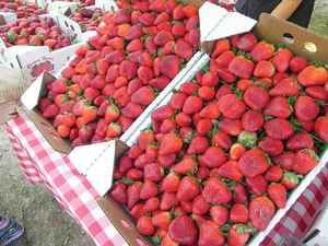 Fraises fraîches en gros en stock, sucrées et mûres, livraison rapide, meilleur prix pour la pâtisserie ou la consommation quotidienne, prix bas en promotion - Product Image 6