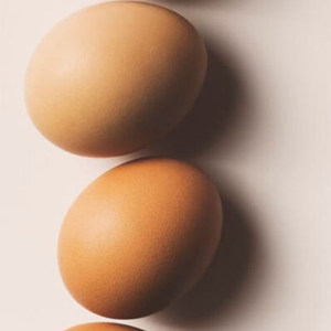 Oeufs de table frais certifiés HACCP d'origine canadienne, blancs bruns et fertiles, conservés dans des cartons prêts pour l'exportation - Product Image 2