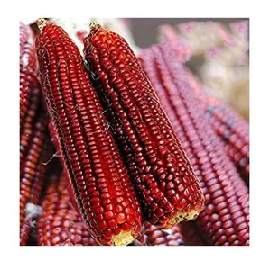 Esportazione di qualità migliore grado puro Sangli sano mais rosso al prezzo all'ingrosso con bassa umidità e Zero danni