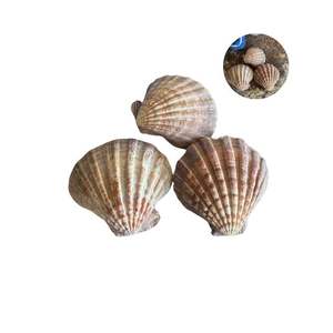 Conchas de mar de vieiras seleccionadas para el adorno del hogar, proyectos de arte DIY y decoración costera con calidad de exportación - Product Image 2