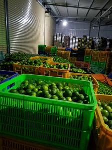 Lima sin semillas Limón fresco Limón verde Listo para enviar Nuevo producto Ventas al por mayor - Product Image 3