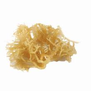 High Quality Best Price Dried Seamoss Wildcrafted Sea Moss with OEM Packaging from Vietnam - Product Image 2