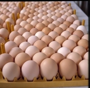Œufs de poule bruns et blancs de haute qualité, jaune riche en protéines, 30 œufs de table disponibles en vrac, frais, vente en gros directe de la ferme - Product Image 5