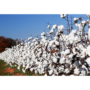 Fibra y pacas de algodón orgánico puro 100% de la mejor calidad para hilado y material de relleno exportador indio suministro al por mayor - Product Image 6