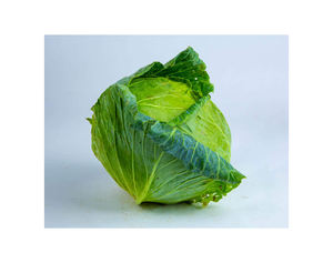 Repollo Verde Fresco de Primera Calidad de la Nueva Cosecha 2024, Estándar de Exportación, Orgánico, Fresco, Tailandés, Crucífero - Product Image 3