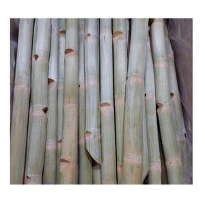 Meilleures ventes : Bâtonnets de canne à sucre surgelés de qualité supérieure, goût naturellement sucré, emballage sous vide, 100 % canne à sucre fraîche, Vietnam-99 Gold Data - Product Image 6