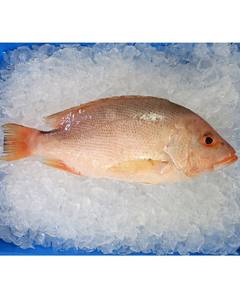 Poisson Rouge Entier Congelé de Haute Qualité, Pur, Biologique, Faible en Glucides, Processus BQF, Pack de 20kg en Gros, Prix de Gros, En Vente - Product Image 1