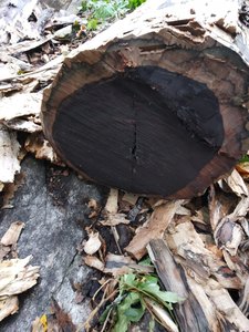 Chất lượng cao cấp bán buôn Nhà cung cấp của mun vuông bản ghi | Gỗ sồi tròn bản ghi để bán - Product Image 3